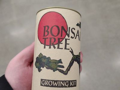 Bonsai Tree Growing Kit in Canister
