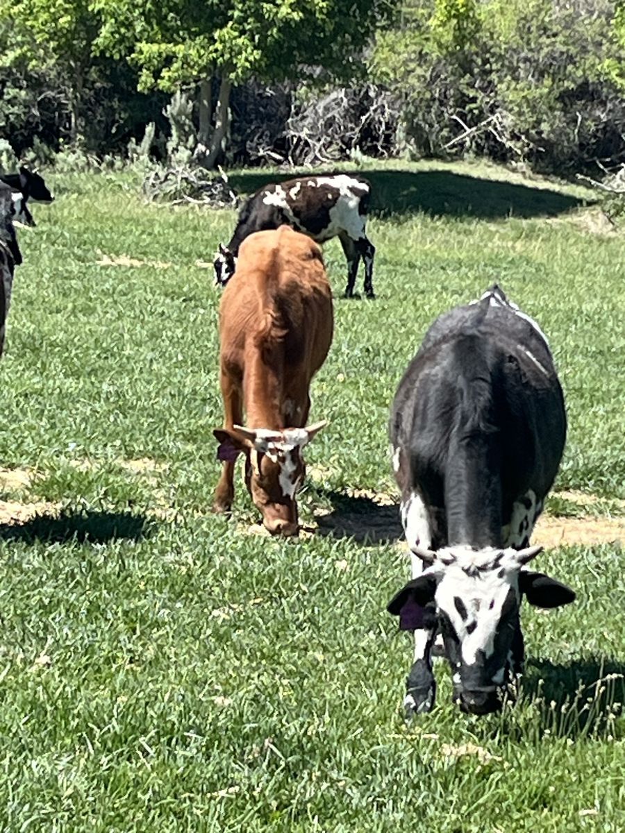 Roping steers