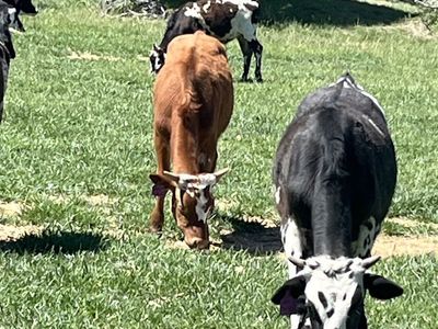 Roping steers