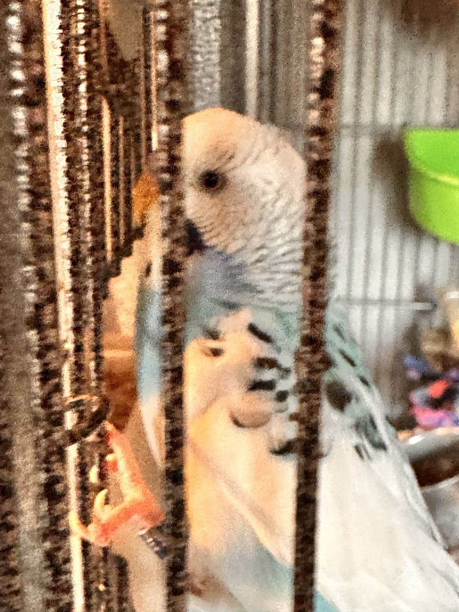 Parakeets