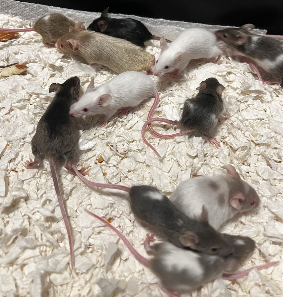 Mice