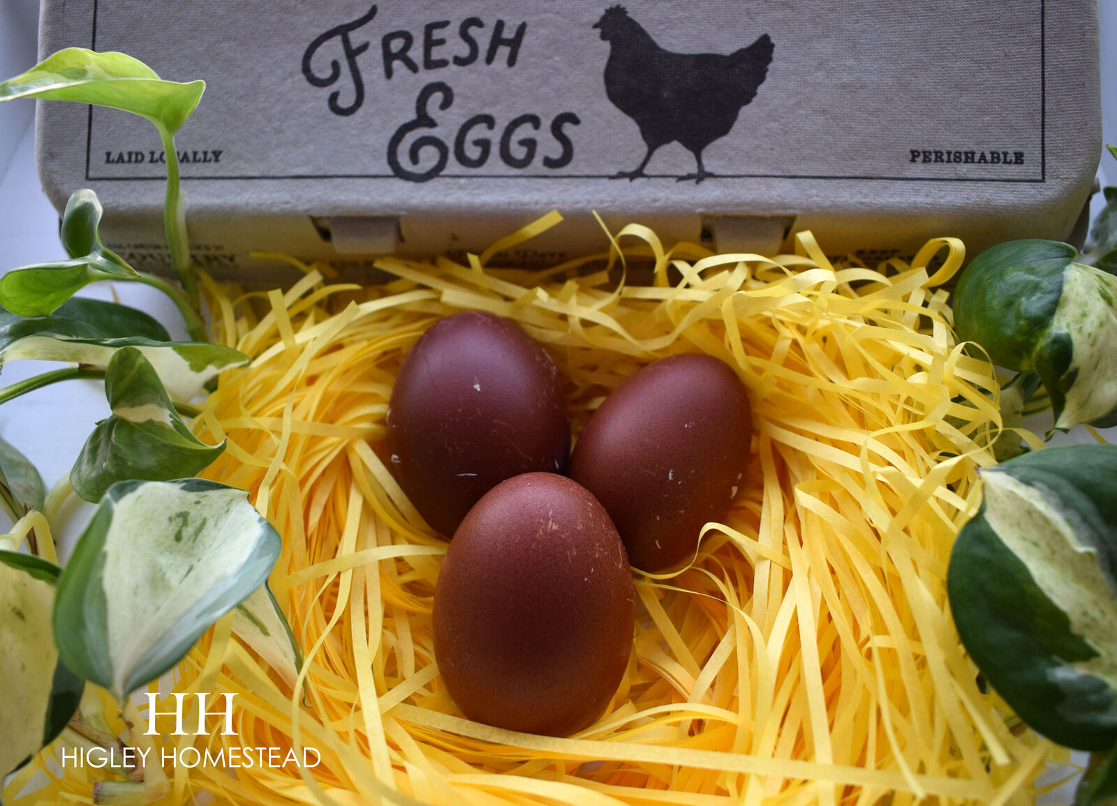 Black and Blue Copper Marans Hatching Eggs!