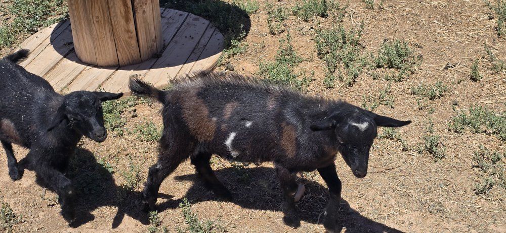 Moonspotted Nigerian dwarf bucklings 