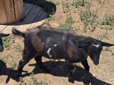 Moonspotted Nigerian dwarf bucklings