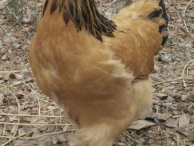 BUFF BRAHMA Hen Chickens 4 months old for Sale