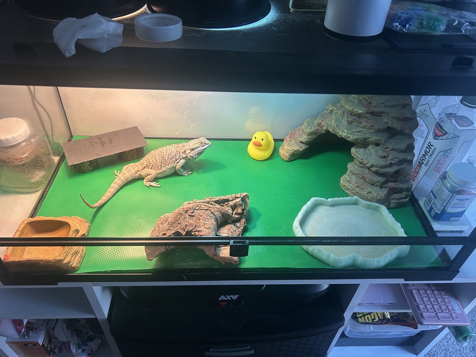 Female Bearded Dragon Echo