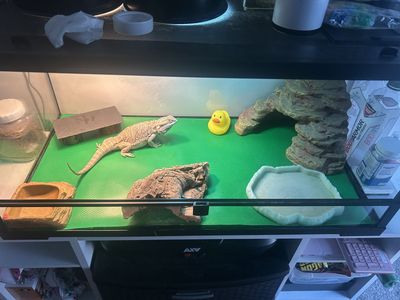 Female Bearded Dragon Echo