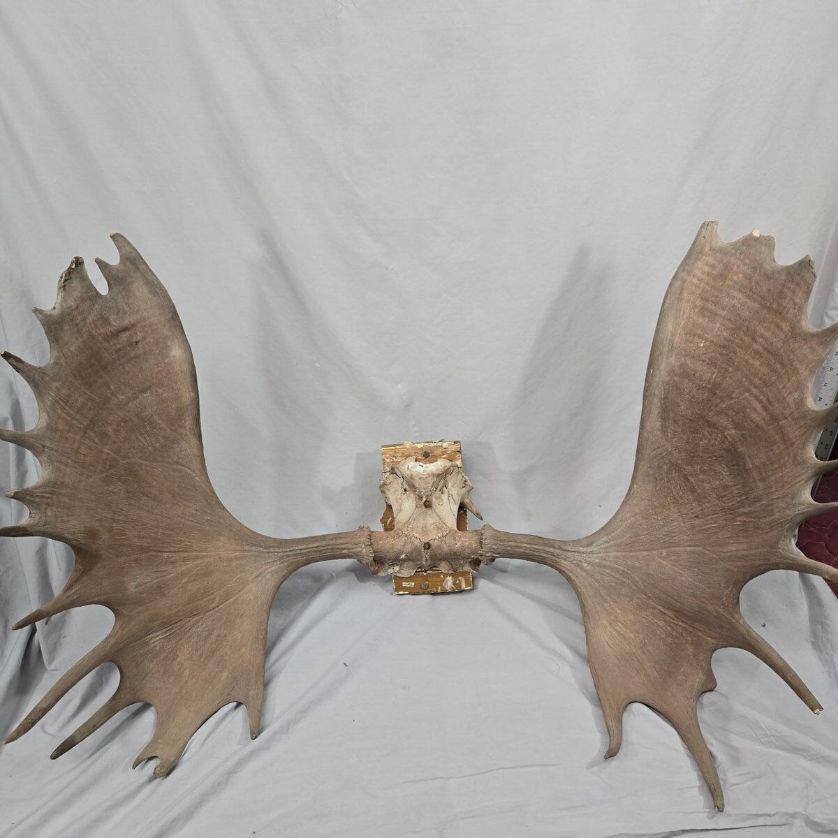 Moose Antlers