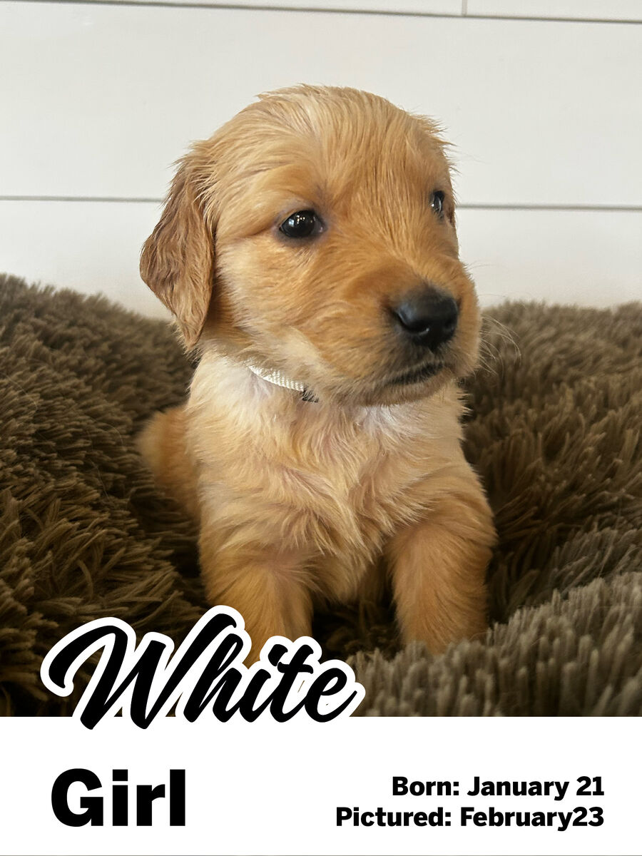 Golden Retriever puppy "White girl"
