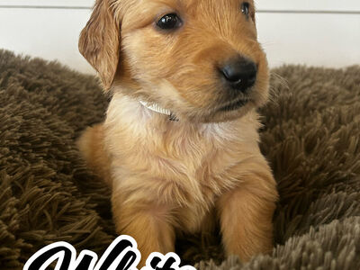 Golden Retriever puppy "White girl"