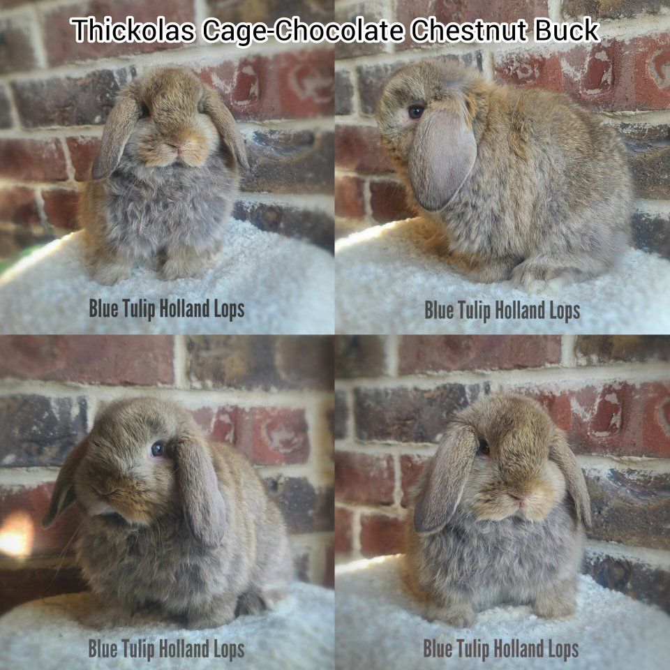 Chocolate Chestnut Holland Lop