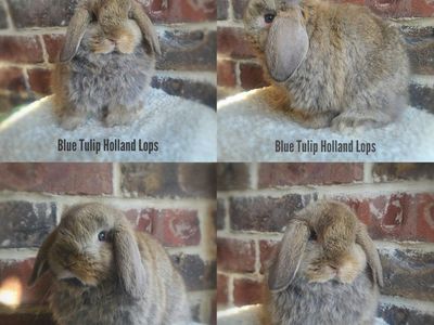 Chocolate Chestnut Holland Lop