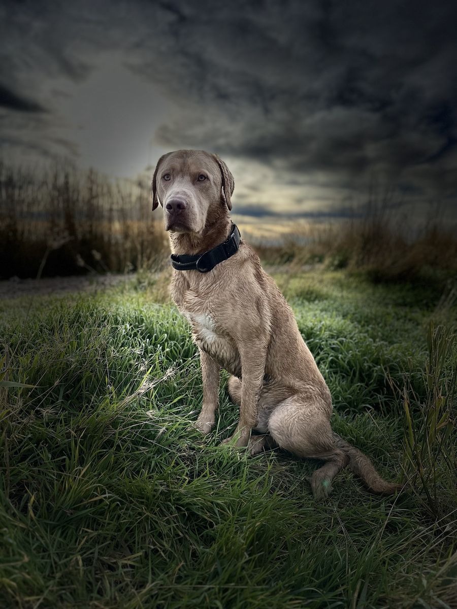 AKC Labrador Retriever STUD ONLY