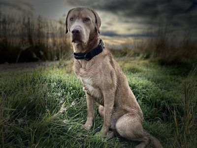 AKC Labrador Retriever STUD ONLY