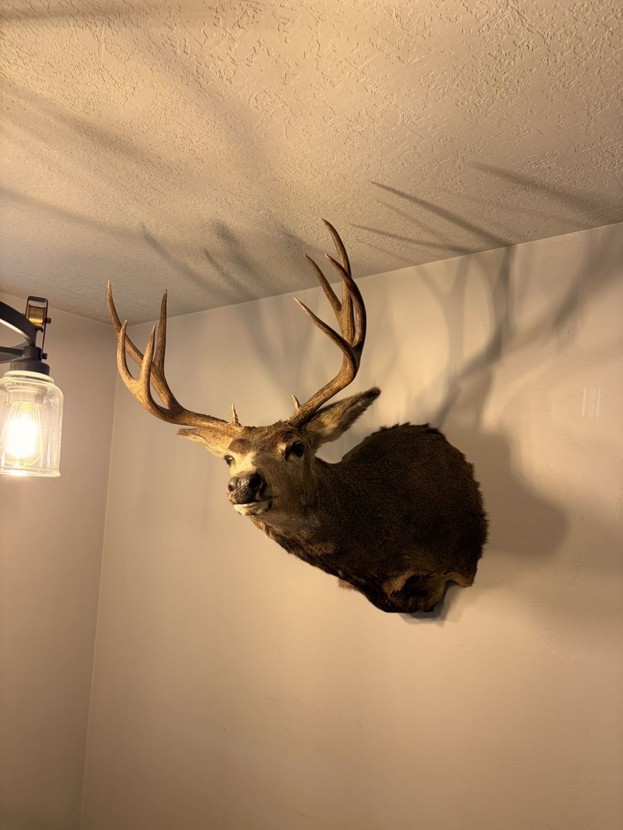 Large mule deer mount, and full turkey mount for sale.