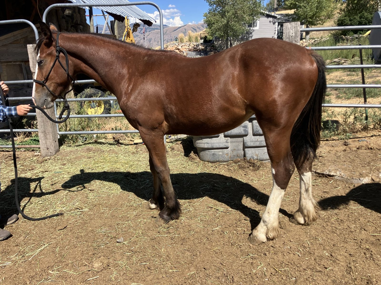 Draft X Yearling Geld