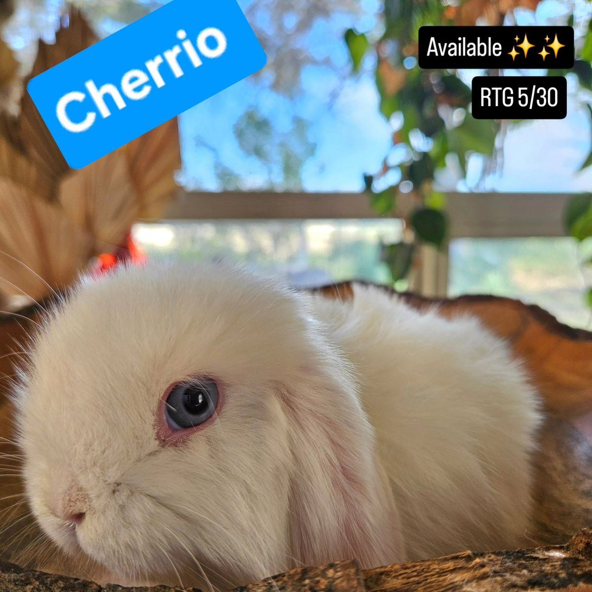 Holland Lop Buck *Pet Only*