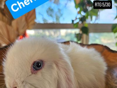 Holland Lop Buck *Pet Only*