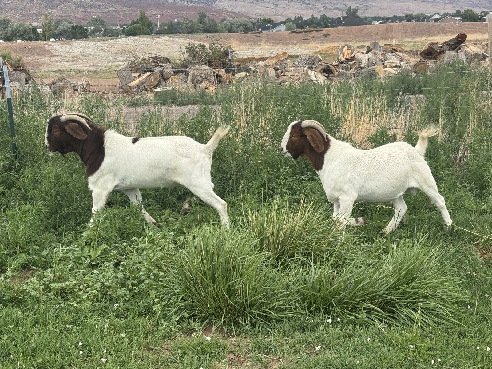 Boar Goats For Sale