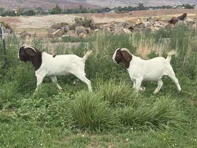 Boar Goats For Sale