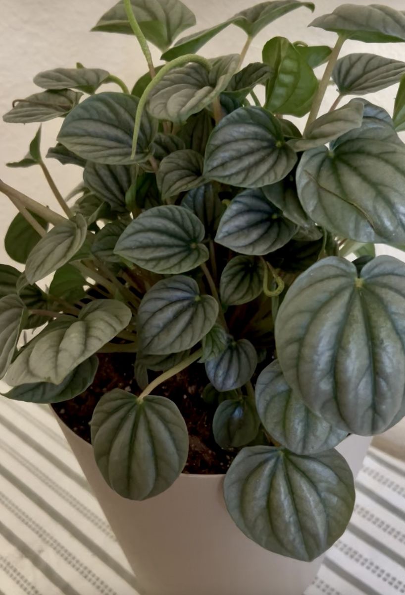 Large Peperomia Caperata (Ripple Peperomia) Live Plant in Pot - Healthy Houseplant 12” x 8” new pot.