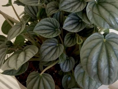 Large Peperomia Caperata (Ripple Peperomia) Live Plant in Pot - Healthy Houseplant 12” x 8” new pot.