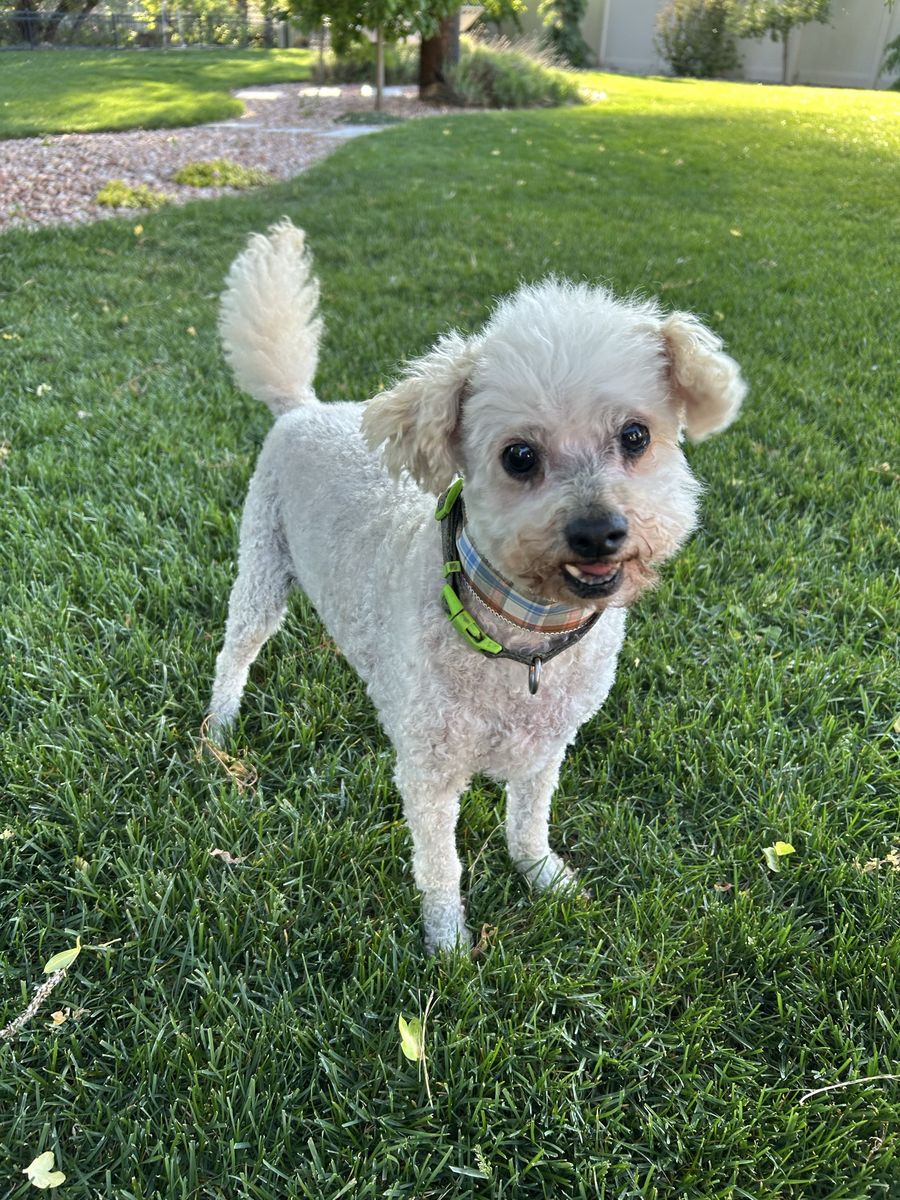 Free Maltipoo