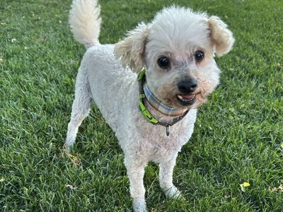 Free Maltipoo