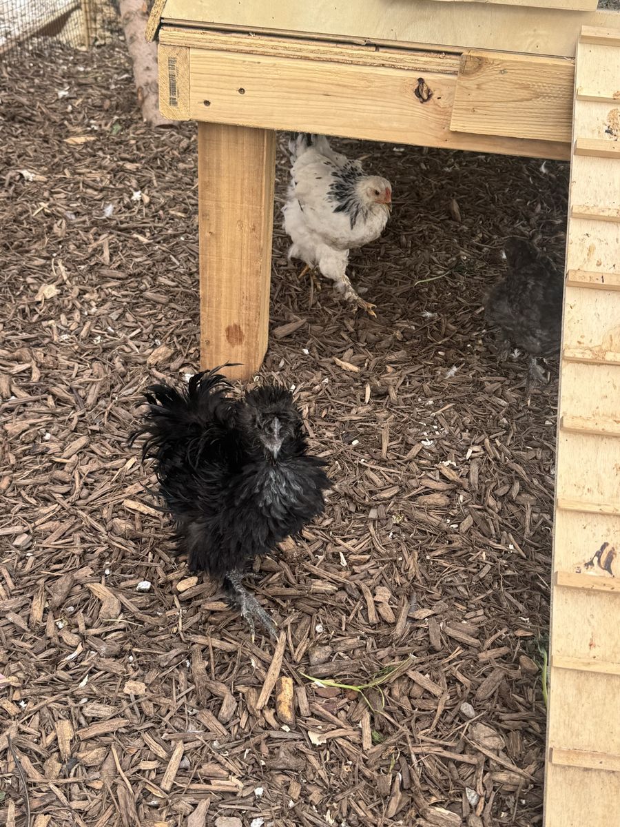 Frizzled Rooster