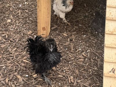 Frizzled Rooster