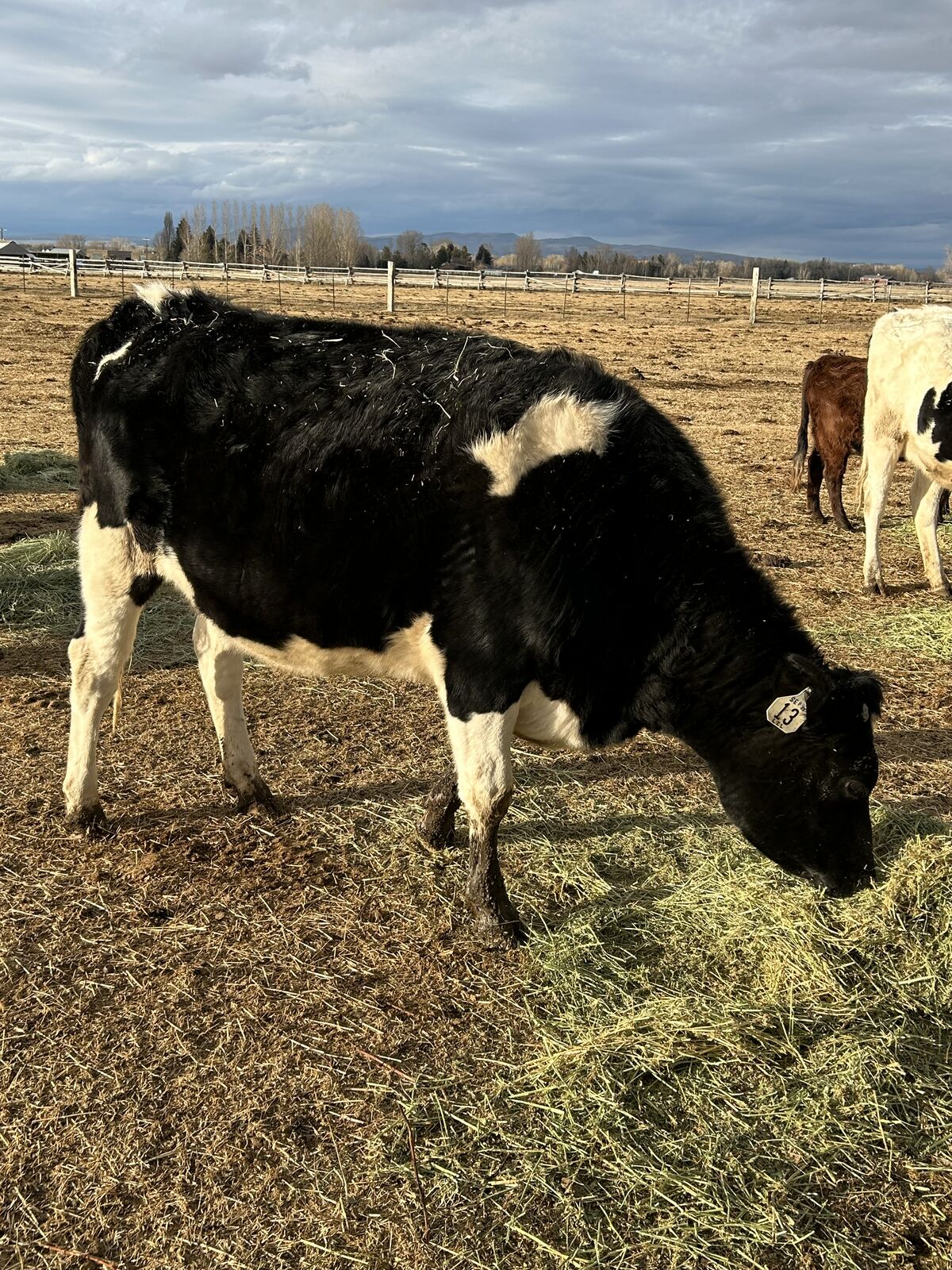 Bred Holstein Heifers
