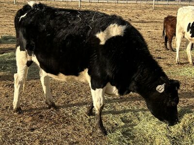 Bred Holstein Heifers