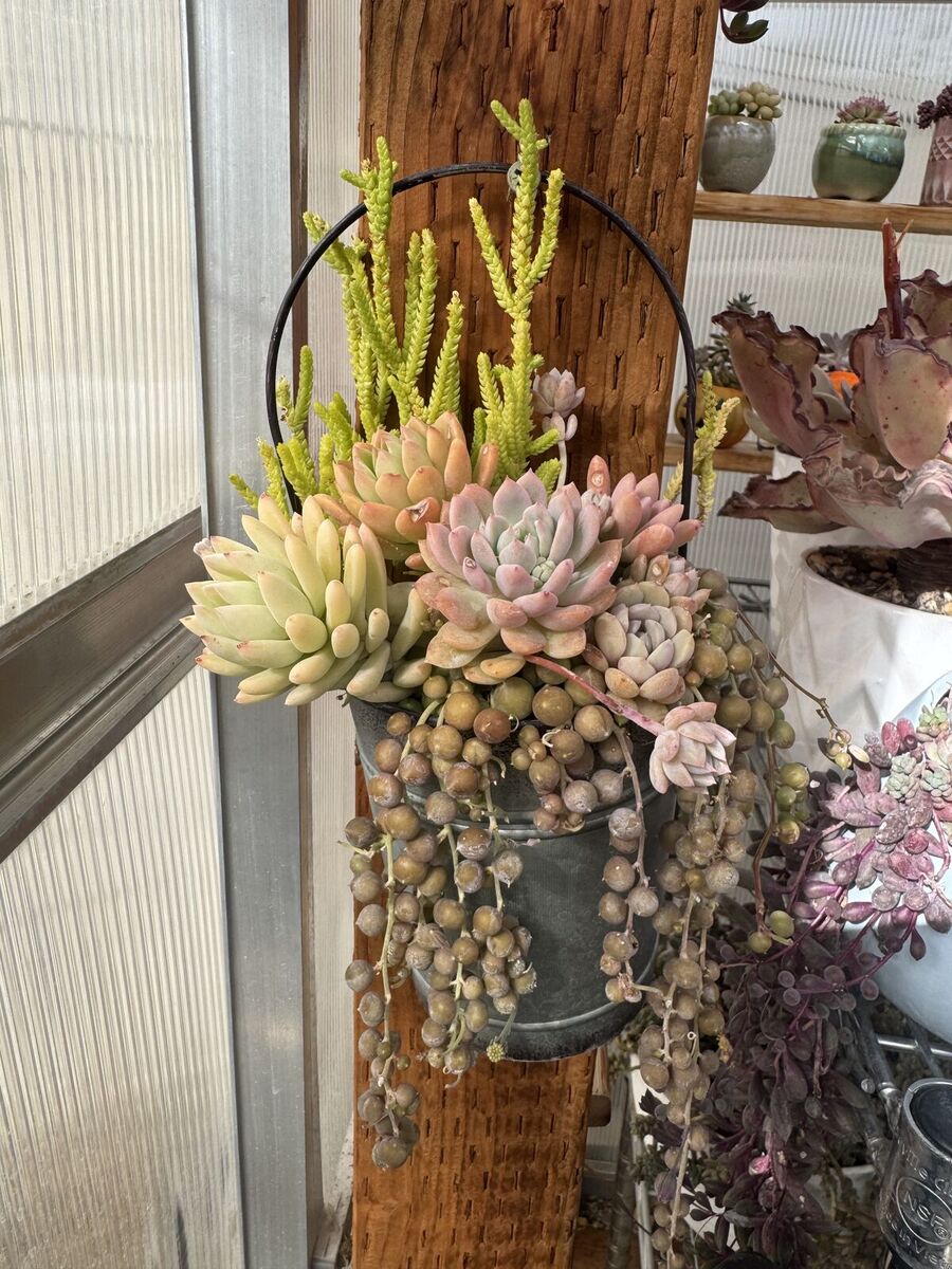 Real succulents arrangement in wall hanging