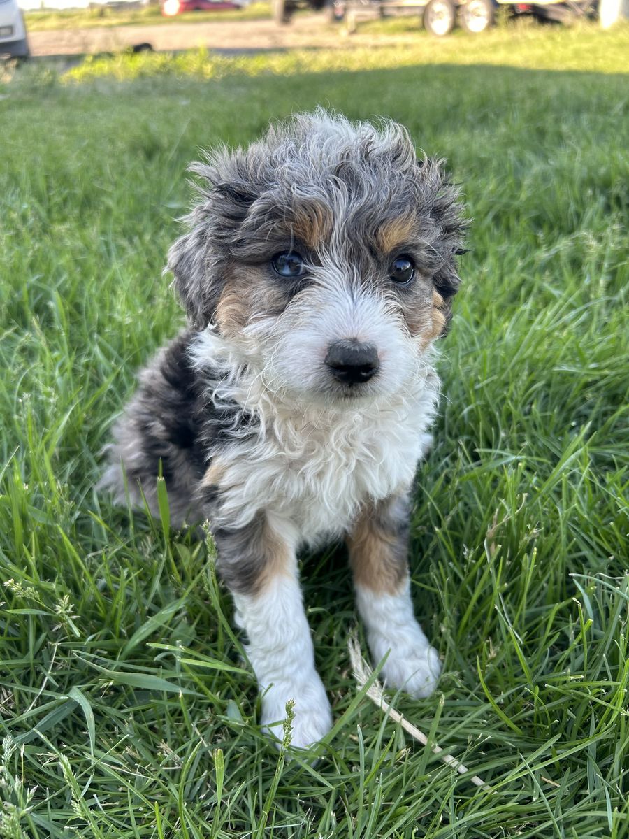 Mini Aussiedoodle Puppies