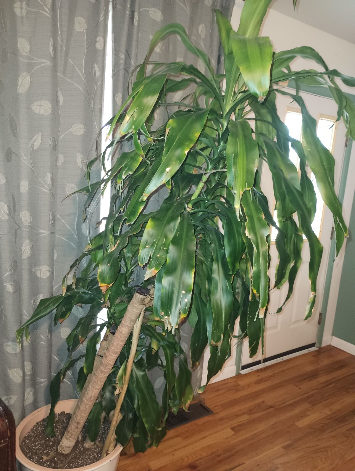 Big plant