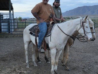 Ultimate cow horse