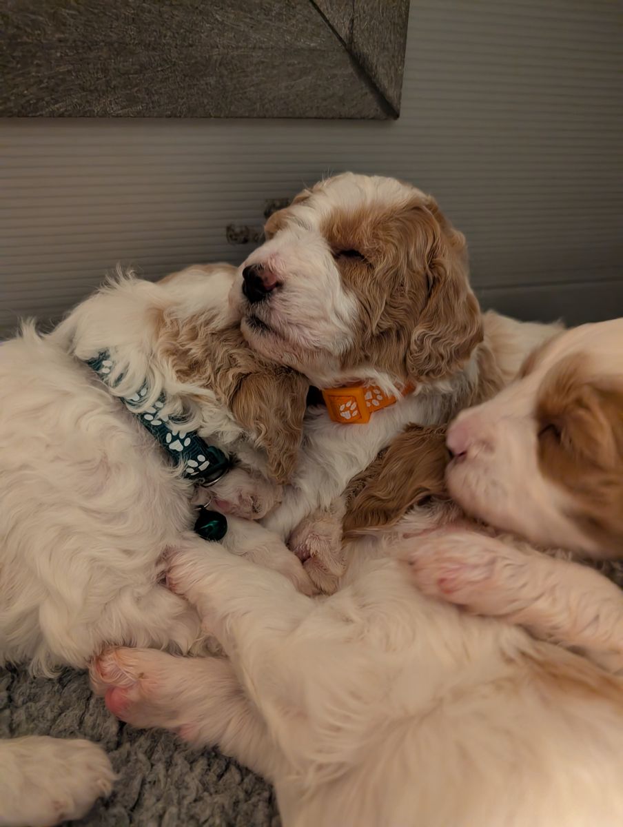 Mini Goldendoodle Puppies Available — Ready June 17, 2026