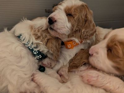 Mini Goldendoodle Puppies Available — Ready June 17, 2026