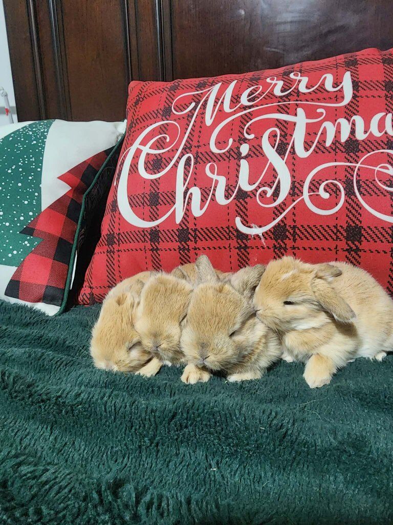 4 Purebred Holland Lop Fawns Available 4 Reserve