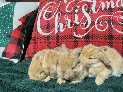 4 Purebred Holland Lop Fawns Available 4 Reserve