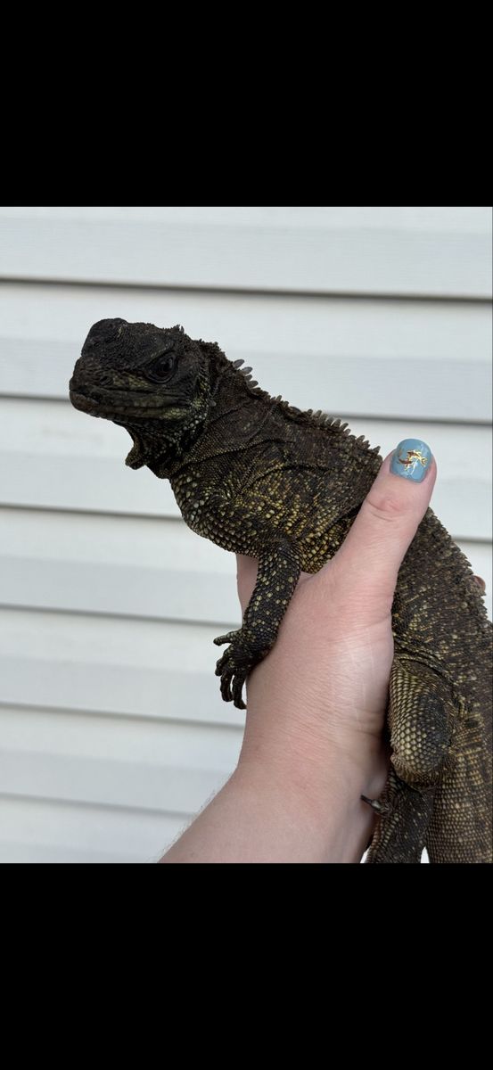 Sailfin dragon