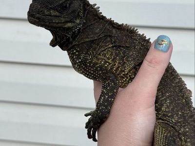 Sailfin dragon