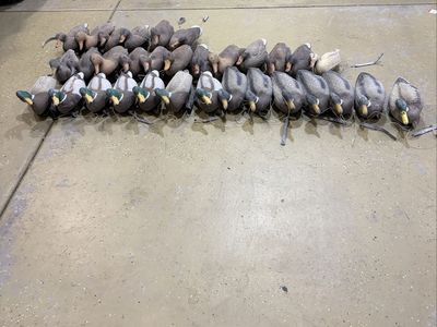 Large Lot of Floating Duck Decoys with Weights and Lines