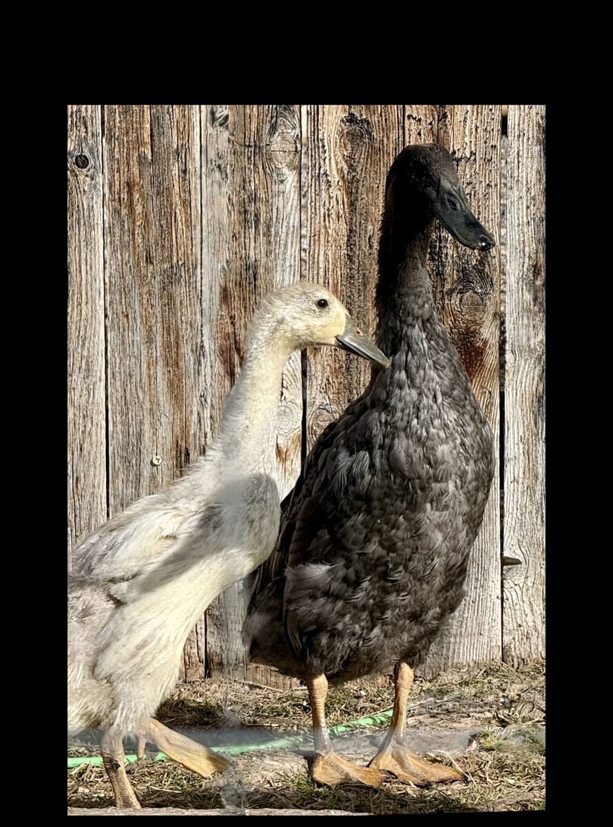 1 Blue & 1 Silver Runner Duck (FREE)