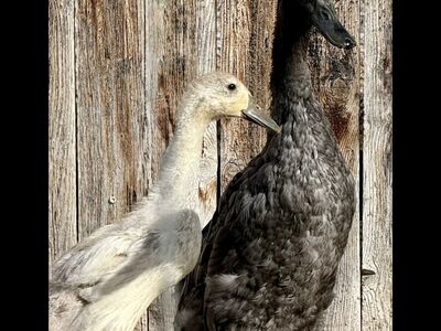 1 Blue & 1 Silver Runner Duck (FREE)