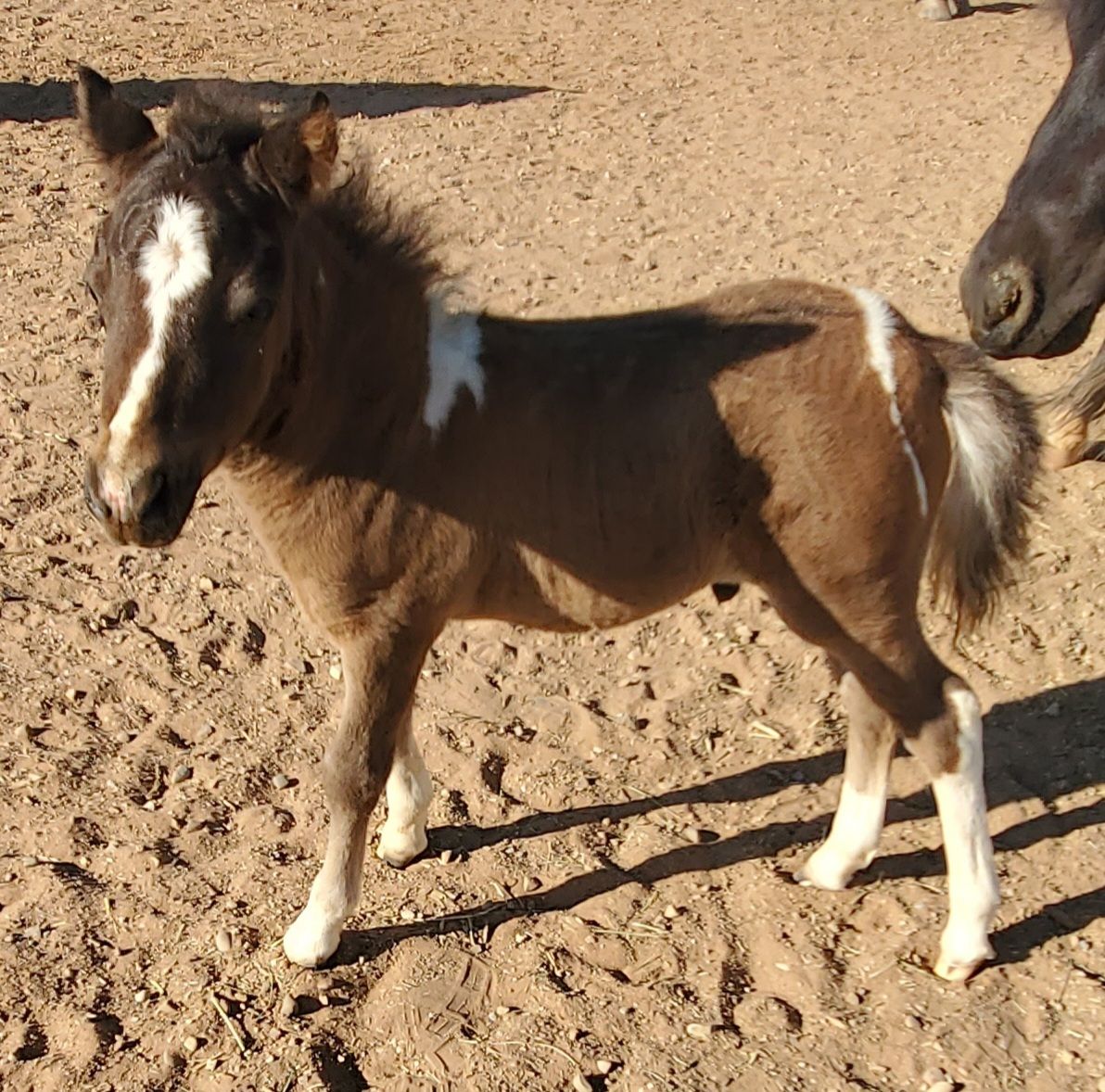 Gorgeous Miniature horse stud colt