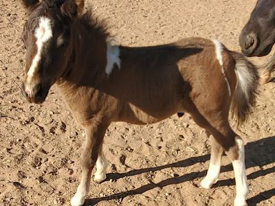 Gorgeous Miniature horse stud colt