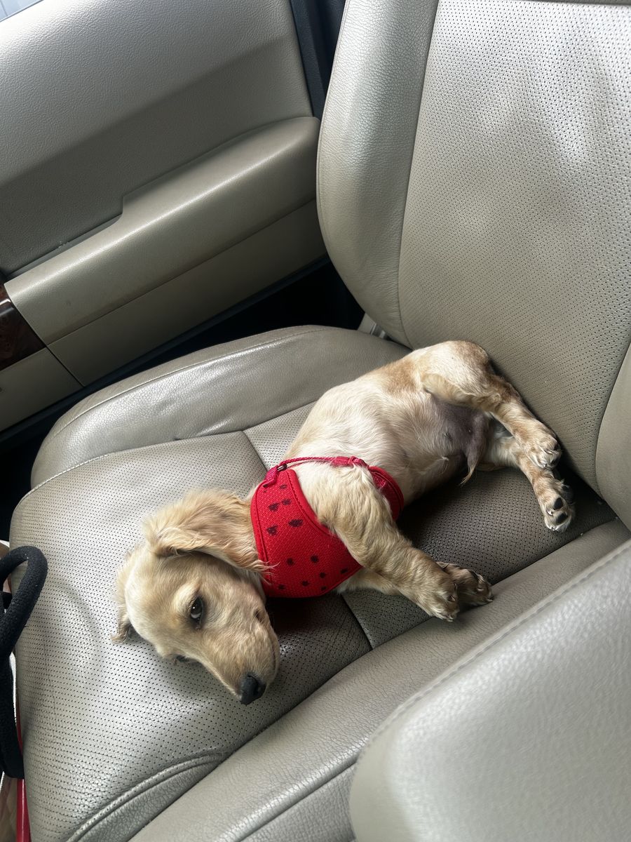Longhair dachshund puppy