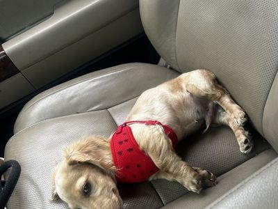 Longhair dachshund puppy