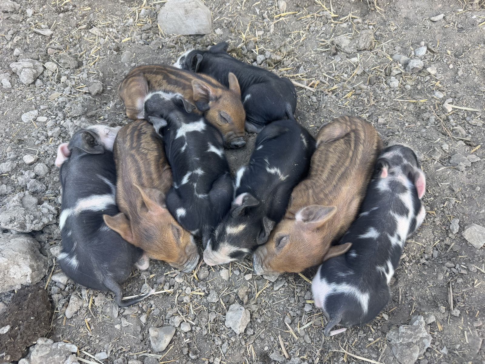 Weaner piglets 